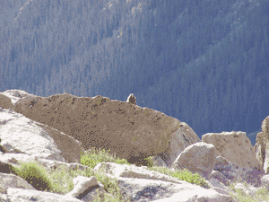 Majestic Marmot