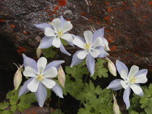 Columbine