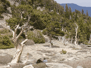 Bristlecone Pines